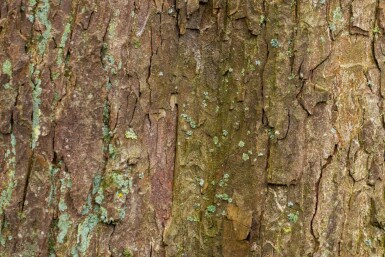 Acer pseudoplatanus hoogstam 10/12