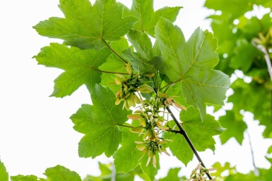 Acer pseudoplatanus beveerd 14/16