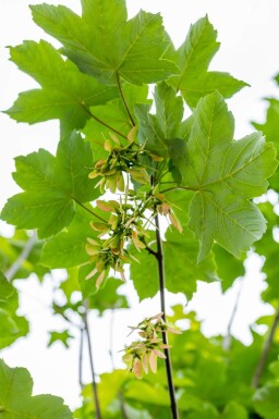 Acer pseudoplatanus beveerd 14/16