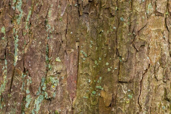 Acer pseudoplatanus meerstammig 350-400