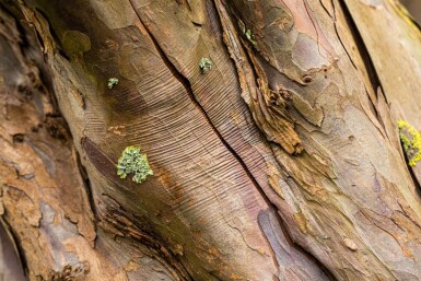 Acer pseudoplatanus meerstammig