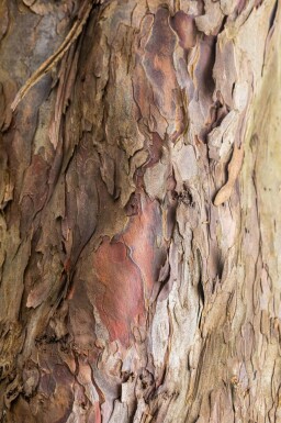 Acer pseudoplatanus meerstammig 350-400