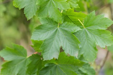 Acer pseudoplatanus meerstammig 350-400