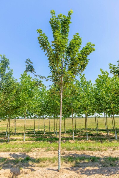 Acer pseudoplatanus 'Bruchem' hoogstam 14/16