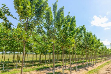 Acer pseudoplatanus 'Bruchem' hoogstam