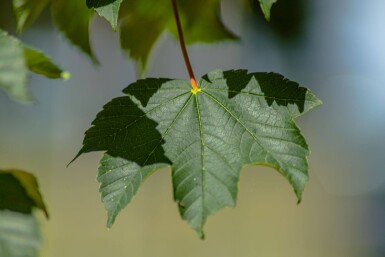 Acer pseudoplatanus 'Bruchem' hoogstam 14/16