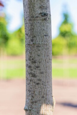 Acer rubrum hoogstam