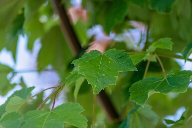 Acer rubrum hoogstam 20/25