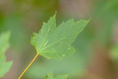 Acer rubrum hoogstam 20/25