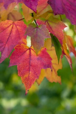 Acer rubrum hoogstam 20/25