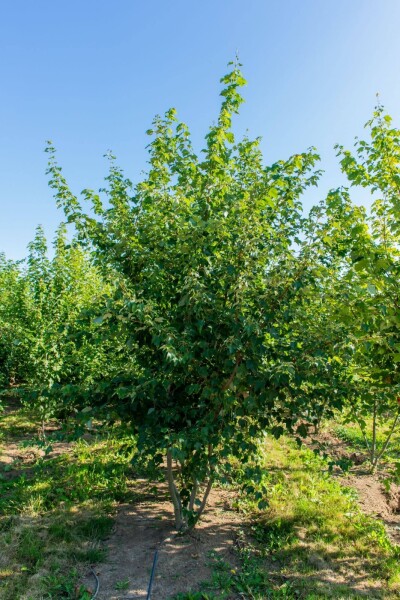 Acer rubrum meerstammig 200-250