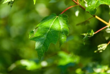 Acer rubrum meerstammig