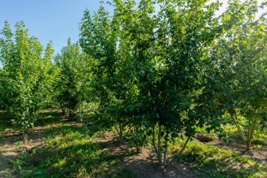Acer rubrum meerstammig 200-250