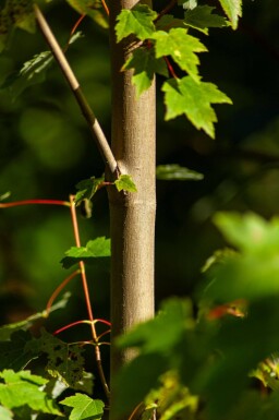 Acer rubrum meerstammig 200-250