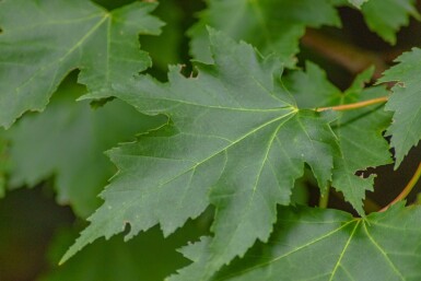 Acer rubrum meerstammig 200-250