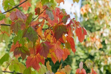 Acer rubrum meerstammig 200-250