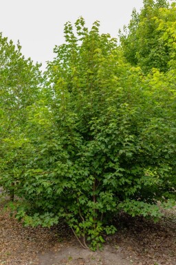 Acer rubrum meerstammig 200-250