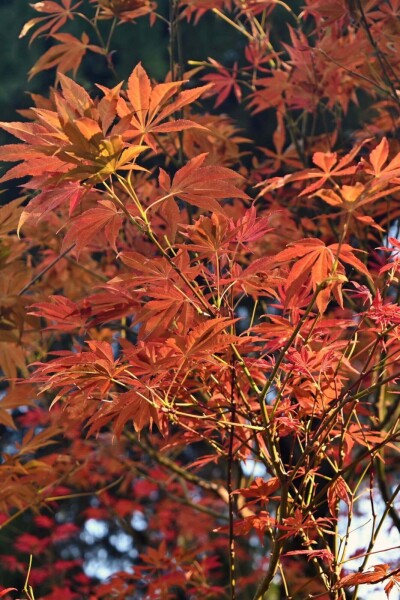 Acer rubrum 'Autumn Flame' hoogstam 14/16