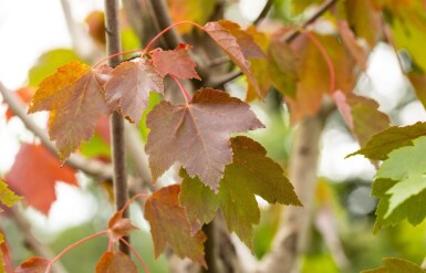 Acer rubrum 'October Glory' hoogstam 10/12