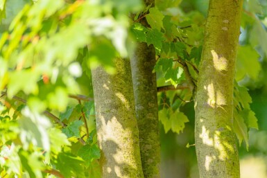 Acer rubrum 'October Glory' hoogstam 10/12