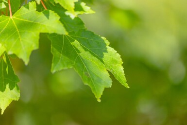Acer rubrum 'October Glory' meerstammig 300-350