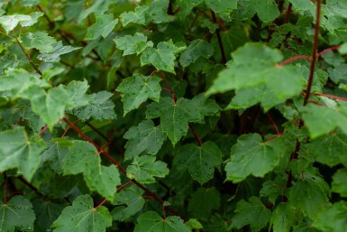 Acer rubrum 'October Glory' meerstammig 300-350