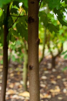 Acer rubrum 'October Glory' meerstammig 300-350