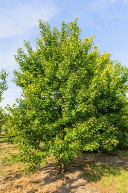 Acer rubrum 'October Glory' meerstammig 300-350