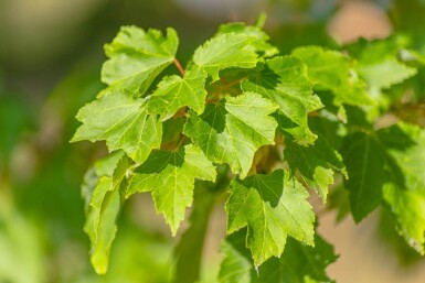 Acer rubrum 'October Glory' meerstammig 300-350