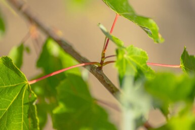 Acer rubrum 'October Glory' meerstammig 300-350