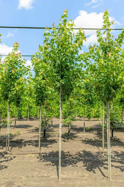 Acer rubrum 'Red Sunset' hoogstam 20/25