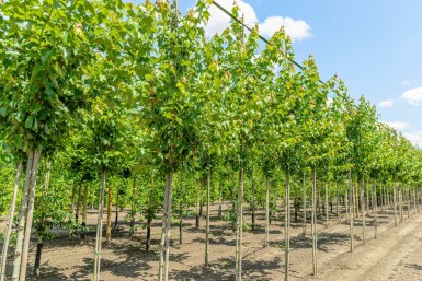 Acer rubrum 'Red Sunset' hoogstam