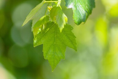 Acer rubrum 'Red Sunset' hoogstam 20/25