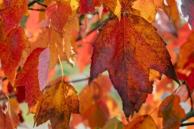 Acer rubrum 'Red Sunset' hoogstam 20/25