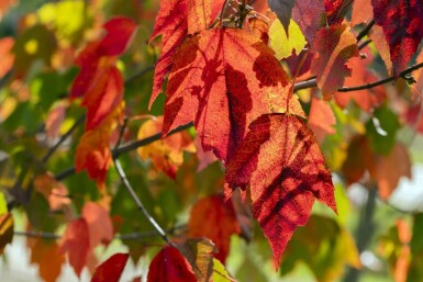 Acer rubrum 'Red Sunset' hoogstam 20/25