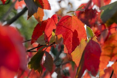 Acer rubrum 'Red Sunset' hoogstam 20/25