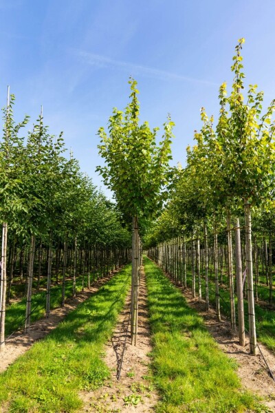 Acer rubrum 'Scanlon' hoogstam 10/12