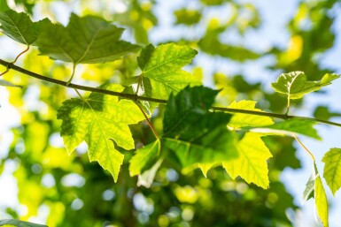 Acer rubrum 'Scanlon' hoogstam