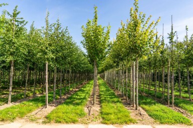 Acer rubrum 'Scanlon' hoogstam 10/12
