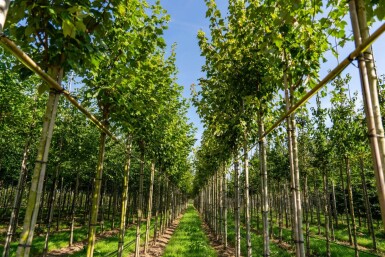 Acer rubrum 'Scanlon' hoogstam 10/12
