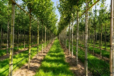 Acer rubrum 'Scanlon' hoogstam 10/12
