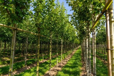 Acer rubrum 'Scanlon' hoogstam 10/12