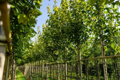 Acer rubrum 'Scanlon' hoogstam 10/12