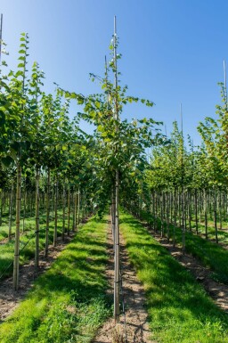 Acer rubrum 'Scanlon' hoogstam 10/12