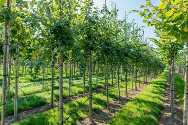 Acer rubrum 'Scanlon' hoogstam 10/12