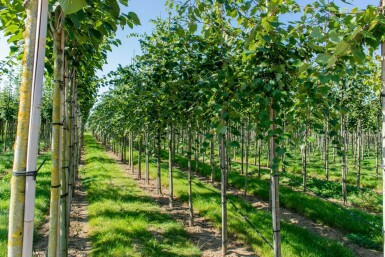 Acer rubrum 'Scanlon' hoogstam 10/12