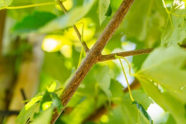 Acer rubrum 'Scanlon' hoogstam 10/12