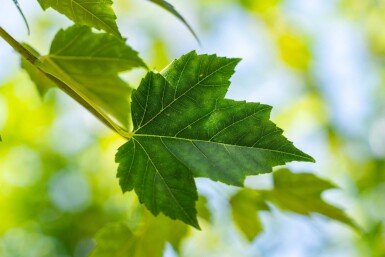 Acer rubrum 'Scanlon' hoogstam 10/12