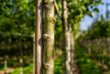 Acer rubrum 'Scanlon' hoogstam 10/12