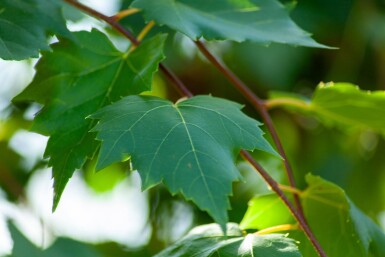 Acer rubrum 'Scanlon' hoogstam 10/12